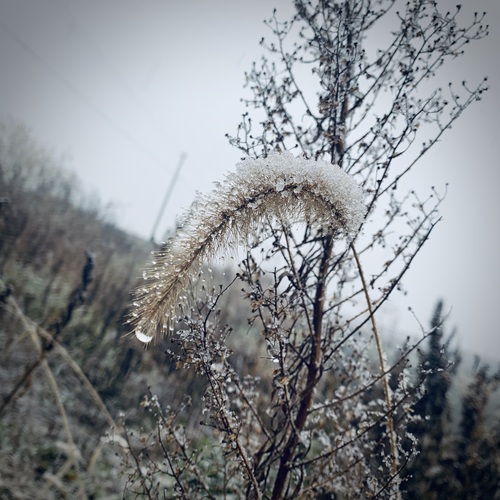 IMG_2320.jpeg